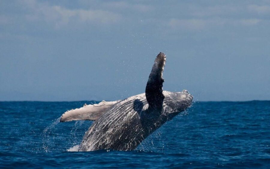 Alta: Alta Fjord Whale Watching Tour - Boat Comfort in Alta Fjord: Winter Without the Suffering