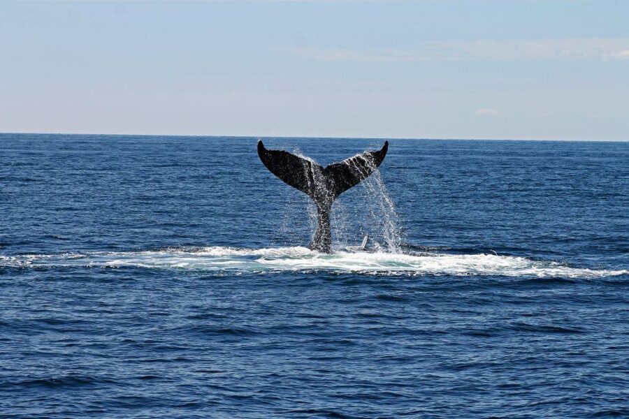 Alta: Alta Fjord Whale Watching Tour - Your Wildlife Odds: Whales, Orcas, Dolphins, and Porpoises