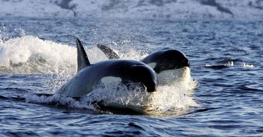 Alta: Alta Fjord Whale Watching Tour - Included Gear and On-Board Snacks: Simple, Useful Comfort