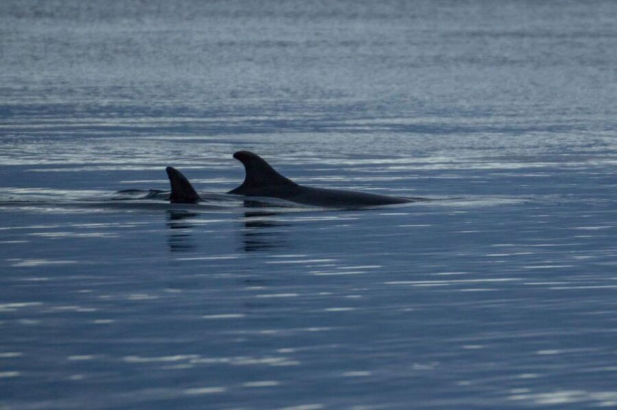 Alta: Alta Fjord Whale Watching Tour - Fiskerihavna to the Open Water: How the 4-Hour Experience Plays Out