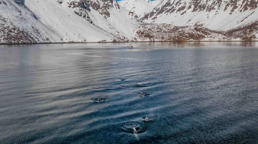 Alta: Altafjord Whale Watching in a Heated Boat - First taste of the fjord: meeting at Alta Harbor and getting set