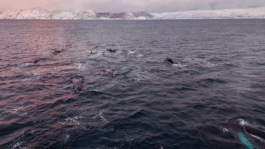 Alta: Altafjord Whale Watching in a Heated Boat - What you’re actually looking for: orcas, humpbacks, and the winter food chain
