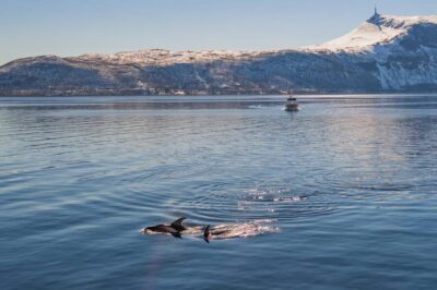 Alta: Altafjord Whale Watching in a Heated Boat - The Sea Runner boat: warm inside, close to the sea