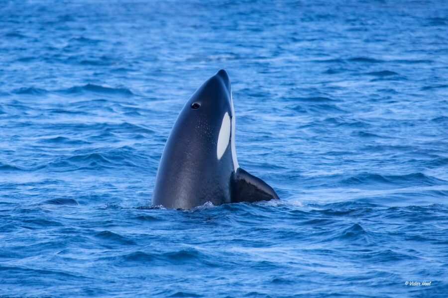 Alta: Altafjord Whale Watching in a Heated Boat - Who should book (and who should skip)