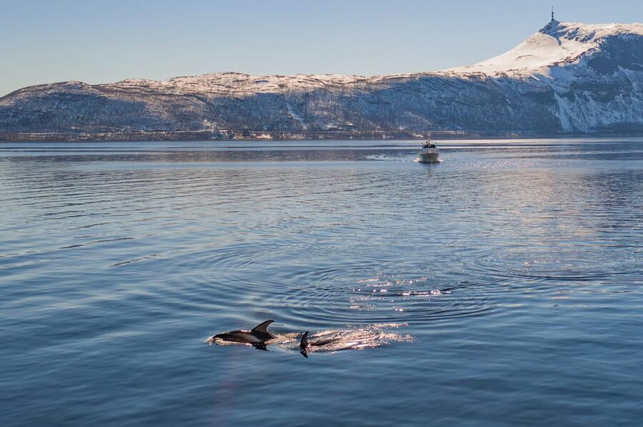 Alta: Altafjord Whale Watching in a Heated Boat - The Sea Runner boat: warm inside, close to the sea