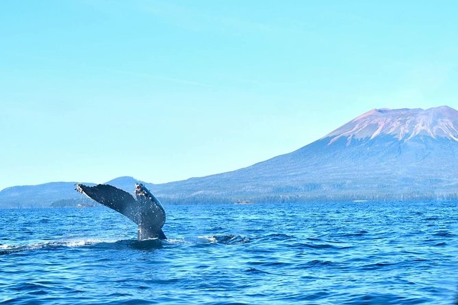 Amazing Whale Watching and Marine Wildlife Shore Excursion - Sitka’s Crescent Harbor whale watch feels personal fast
