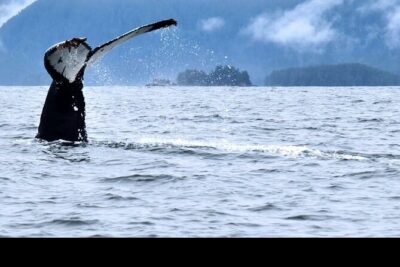 Amazing Whale Watching and Marine Wildlife Shore Excursion - Where you start: Harrigan Centennial Hall to Crescent Harbor