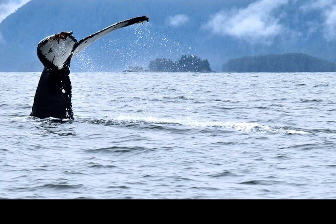 Amazing Whale Watching and Marine Wildlife Shore Excursion - Where you start: Harrigan Centennial Hall to Crescent Harbor