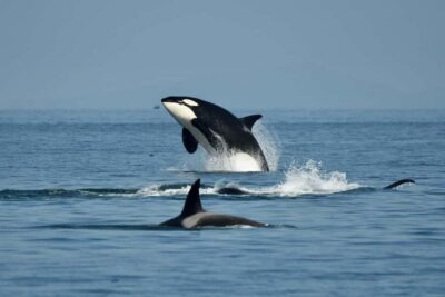 Anacortes: Full Day Whale/Wildlife Tour; Friday Harbor Stop - Key highlights that matter on this whale day