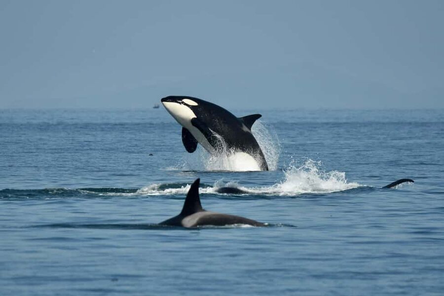 Anacortes: Full Day Whale/Wildlife Tour; Friday Harbor Stop - Key highlights that matter on this whale day