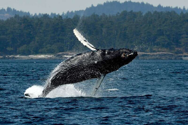 Anacortes: Whale Watching Adventure Tour Near Seattle - Key Points Before You Go