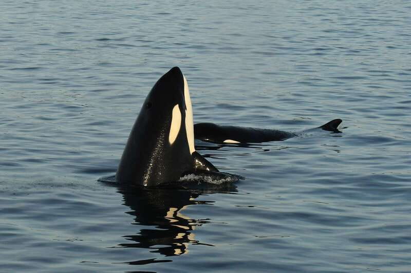 Anacortes: Whale Watching Adventure Tour Near Seattle - Quick FAQ for Planning Your Day