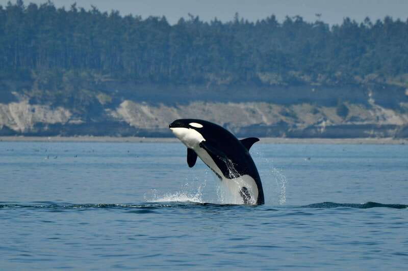 Anacortes: Whale Watching Adventure Tour Near Seattle - Zodiac-Style Whale Watching From Anacortes: Fast, Close, and Built for Wildlife