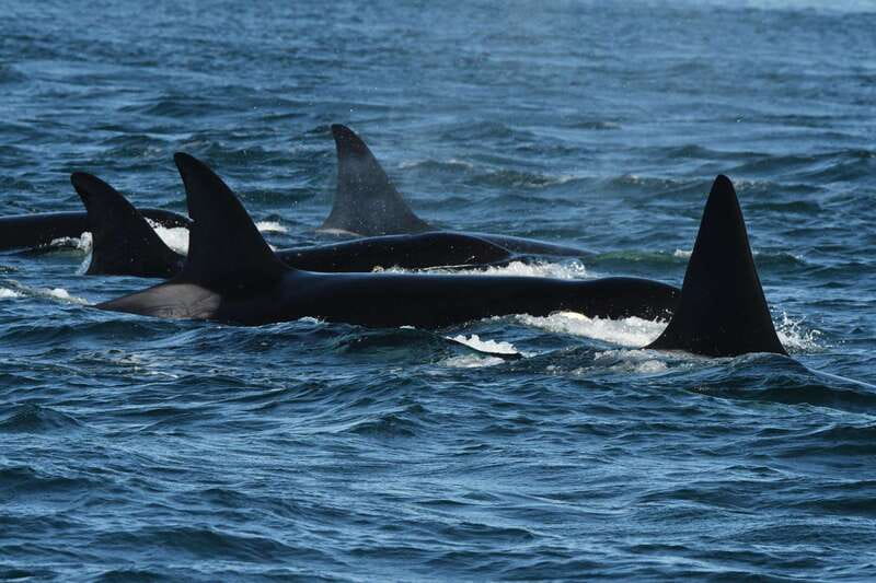 Anacortes: Whale Watching Adventure Tour Near Seattle - Check-In and Departure: How to Start Without Stress