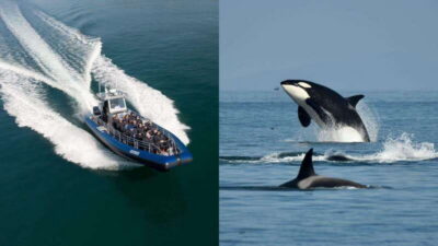 Anacortes: Whale Watching Adventure Tour Near Seattle - The zodiac ride: how the hunt actually feels