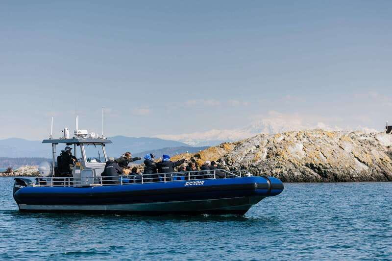 Anacortes: Whale Watching Adventure Tour Near Seattle - What You’re Likely to See (and How to Spot It)
