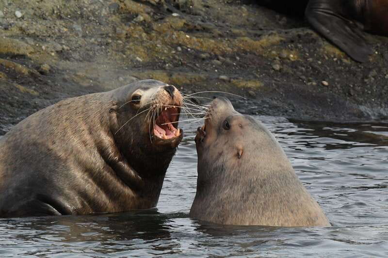 Anacortes: Whale Watching Adventure Tour Near Seattle - Price and Value: What $149 Buys You