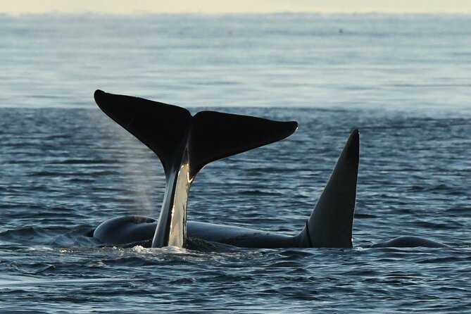 Anacortes Whale Watching Adventure Tour - Zodiac Boat - Small Zodiac, Big Wildlife Odds in Anacortes
