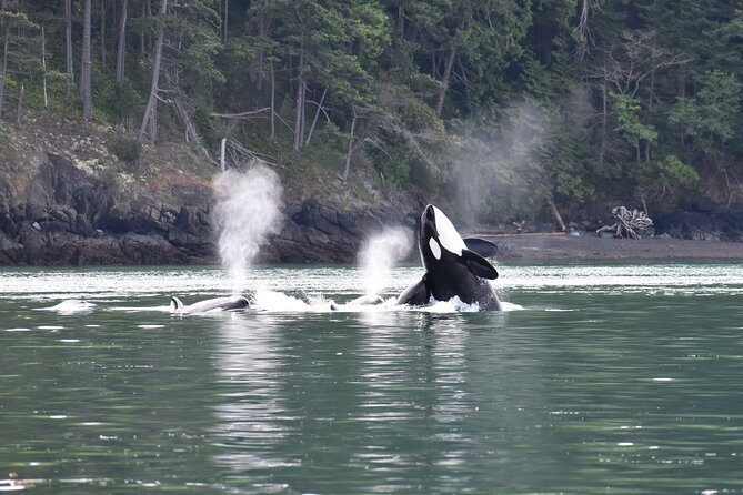 Anacortes Whale Watching Adventure Tour - Zodiac Boat - Check-In Timing and the Anacortes Meeting Point