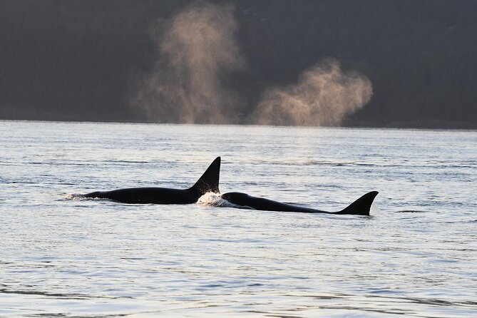 Anacortes Whale Watching Adventure Tour - Zodiac Boat - What the 3.5 Hours Typically Feel Like on the Water