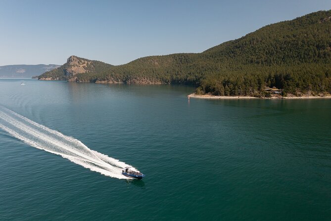 Anacortes Whale Watching Adventure Tour - Zodiac Boat - Price and Value at $149: What You’re Really Buying
