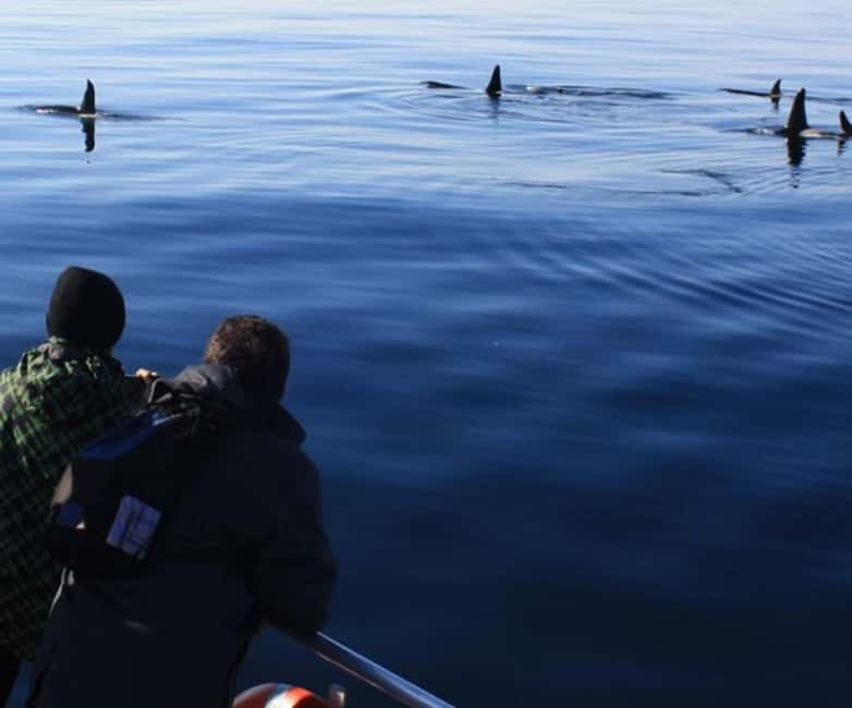 Andenes: Responsible Whale Watching with Classic Catamaran - Andenes and the Arctic-Sea Advantage for Responsible Whale Watching