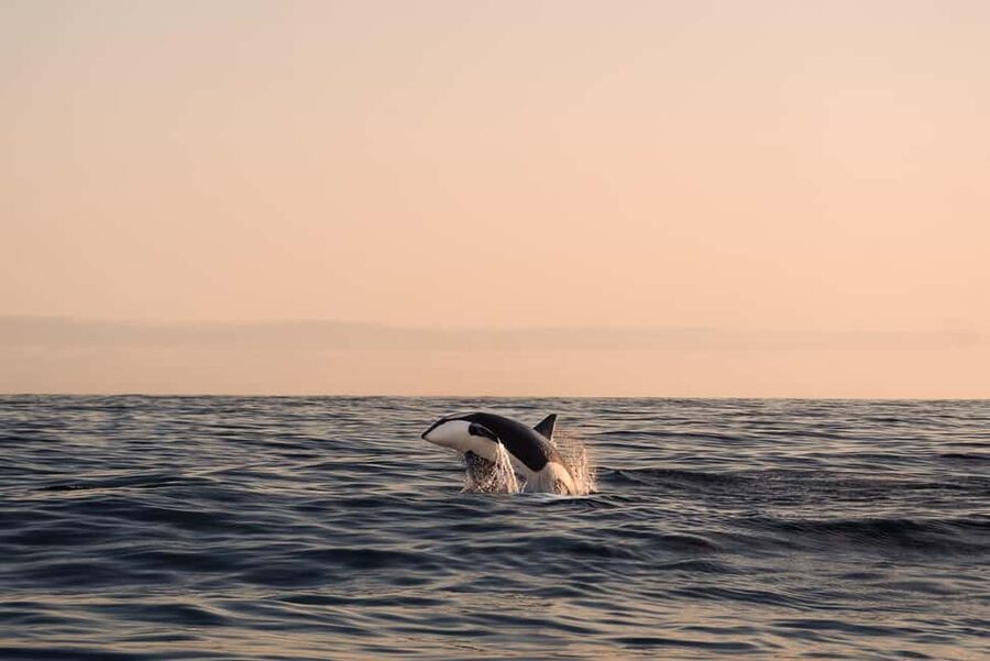 Andenes: Responsible Whale Watching with Classic Catamaran - Where You Meet: Østre Havn, the Red Harbor Buildings, and the Black Reception Container