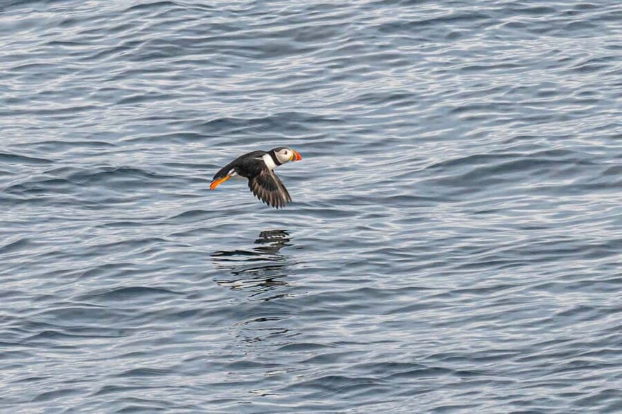 Andenes: Responsible Whale Watching with Classic Catamaran - The 3–5 Hour Safari Rhythm: Searching, Finding, and Getting the Best Angles
