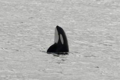 Andenes: Responsible Whale Watching with Classic Catamaran - Boarding the Boat: Safety First, Then Comfort in Real Weather