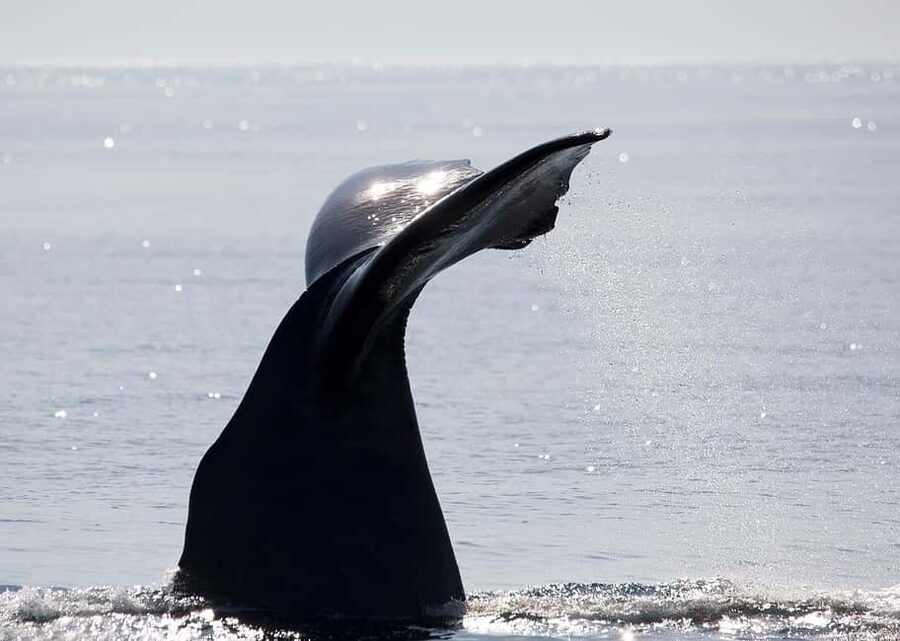 Andenes: Responsible Whale Watching with Classic Catamaran - Responsible Wildlife Watching Rules That Matter