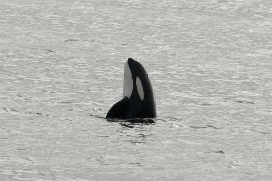 Andenes: Responsible Whale Watching with Classic Catamaran - Boarding the Boat: Safety First, Then Comfort in Real Weather