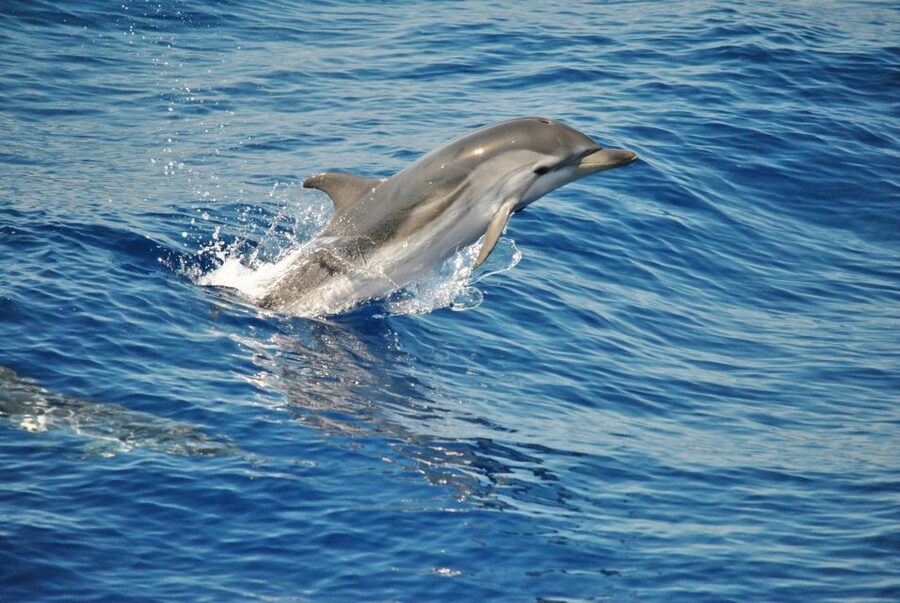 Aquarium of Genoa Ticket and Whale Watching Cruise - Key things to know before you book