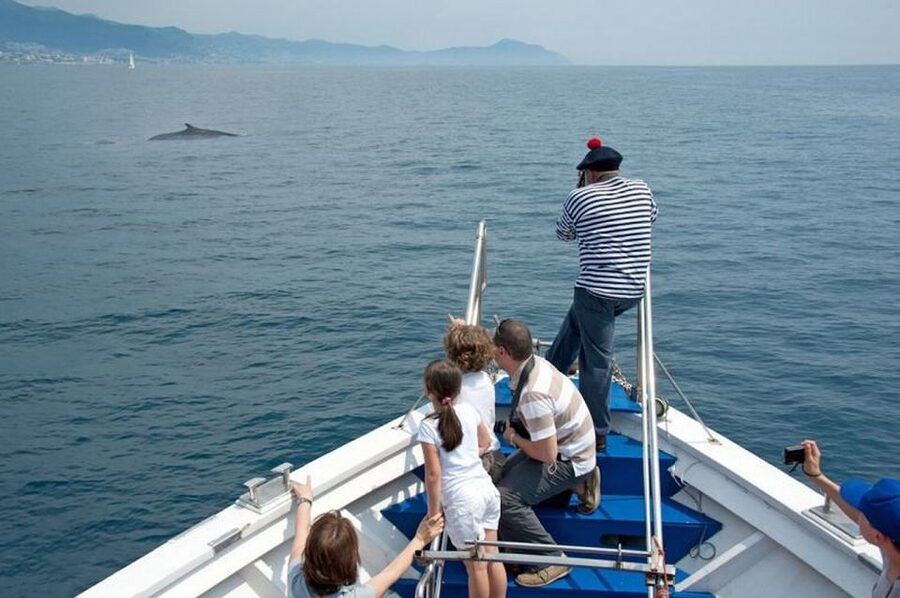 Aquarium of Genoa Ticket and Whale Watching Cruise - Why this Aquarium + whale-watching combo makes sense in Genoa
