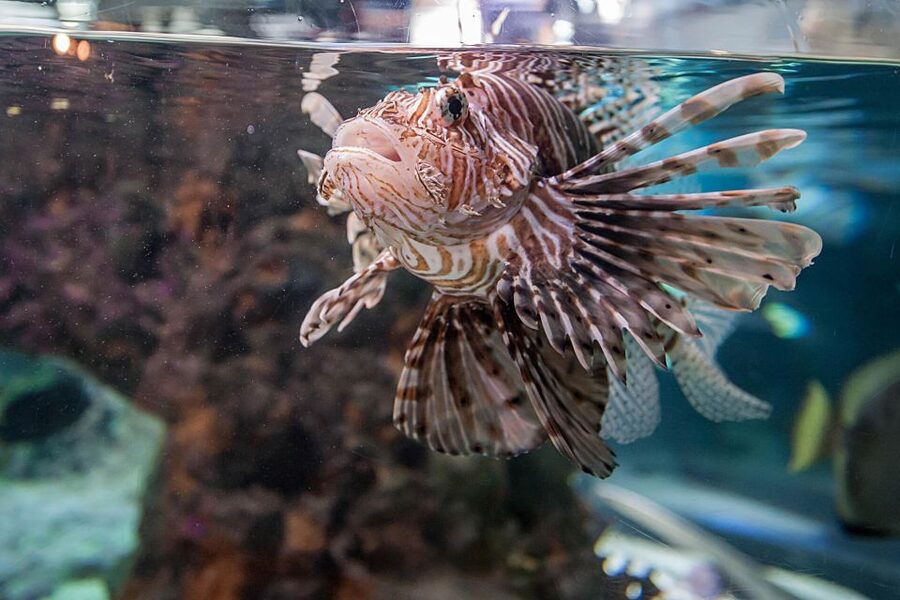 Aquarium of Genoa Ticket and Whale Watching Cruise - What you learn on the water: spotting tips and respectful viewing