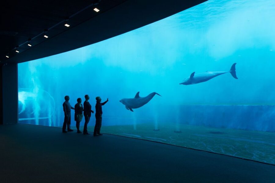 Aquarium of Genoa Ticket and Whale Watching Cruise - Aquarium of Genoa: 70+ exhibits and 600 species under one roof
