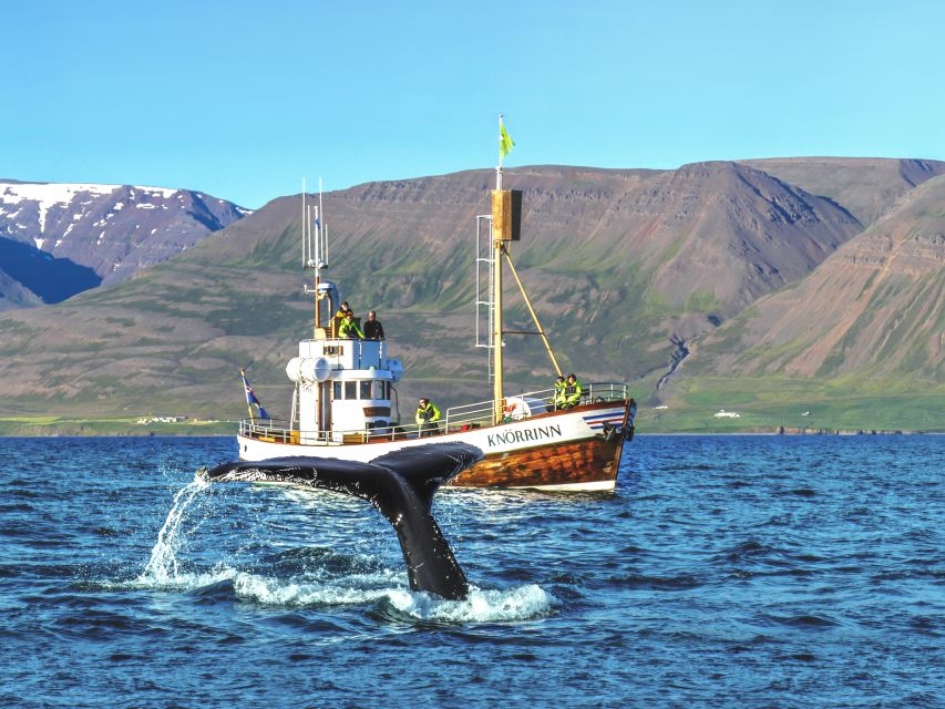 Árskógssandur: Whale-Watching Boat Trip - Key highlights at a glance