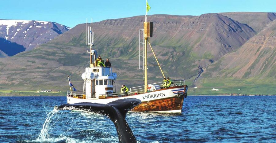 Árskógssandur: Whale-Watching Boat Trip - Why Árskógssandur makes whale watching feel personal