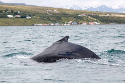Árskógssandur: Whale-Watching Boat Trip - Hotel Kaldi check-in and the crew atmosphere