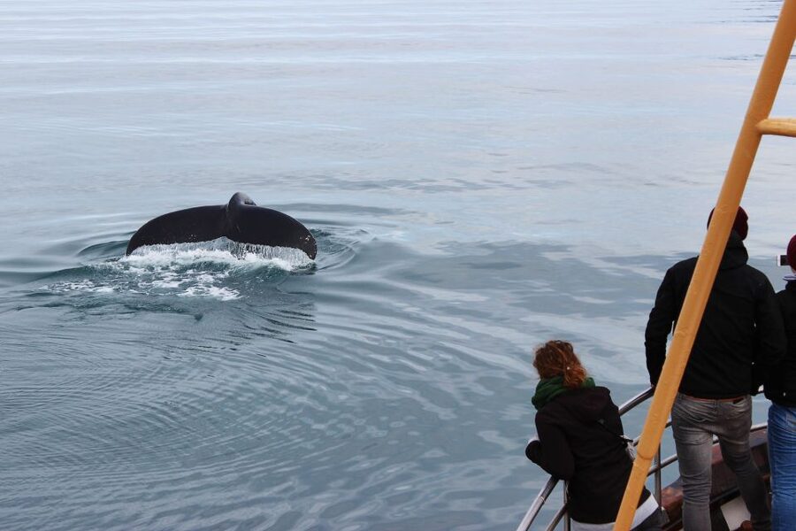 Árskógssandur: Whale-Watching Boat Trip - How Eyjafjörður sightings usually happen (and what you should watch for)