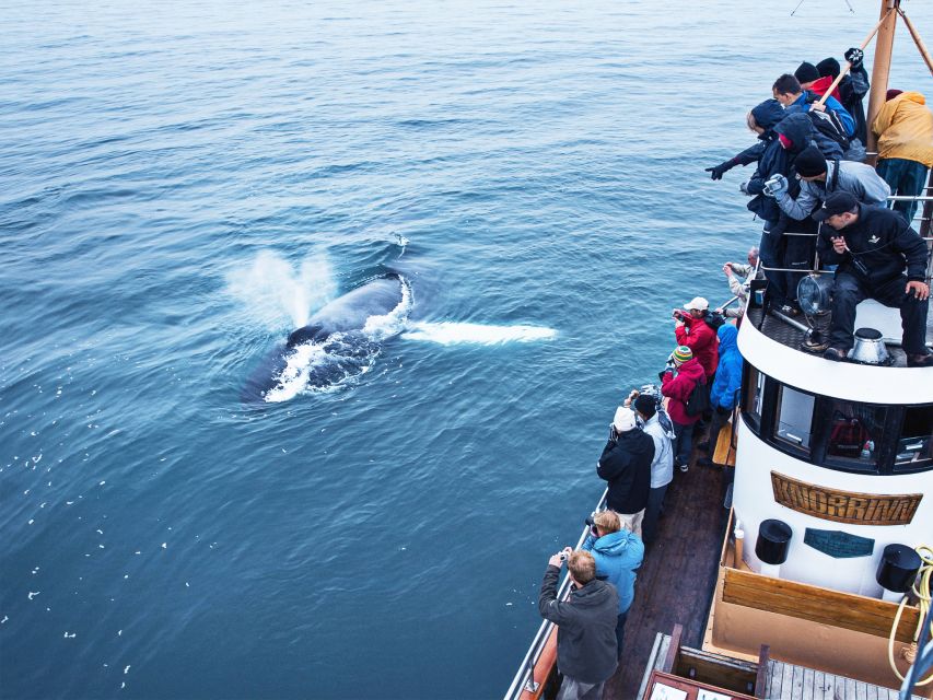 Árskógssandur: Whale-Watching Boat Trip - What you do during the 2.5 hours on the water