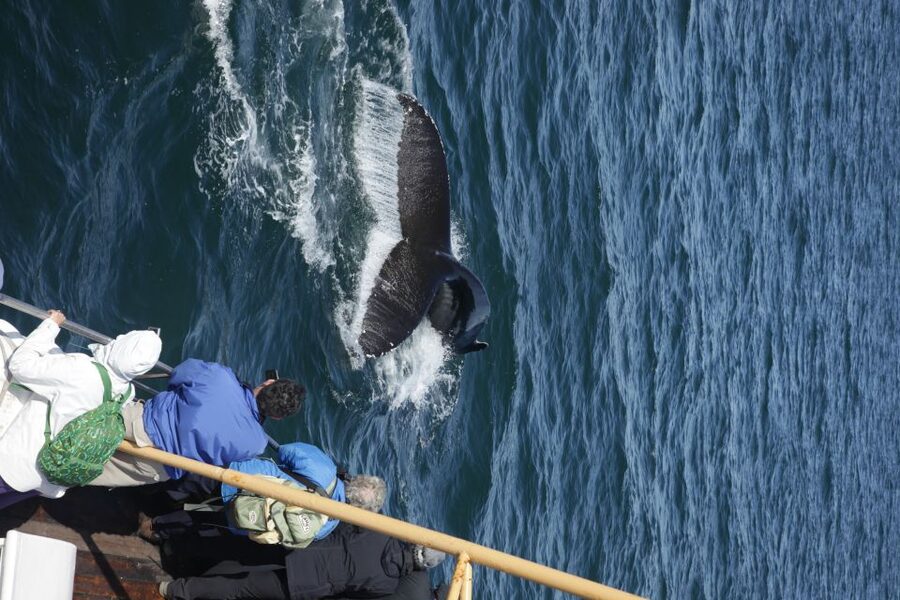 Árskógssandur: Whale-Watching Boat Trip - Warm overalls and hot chocolate: the small comforts that change your day