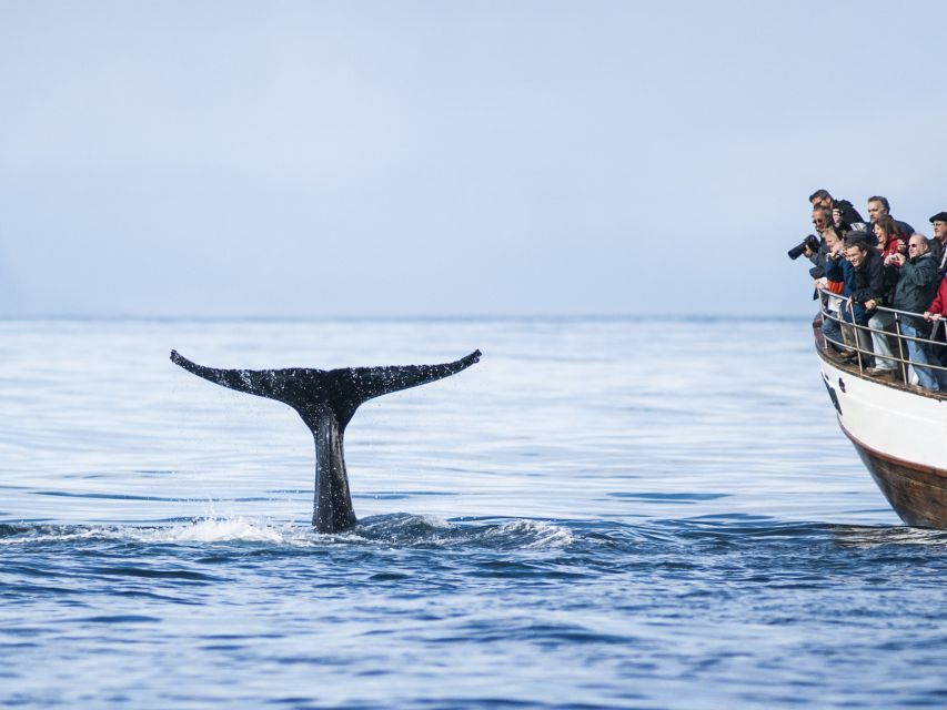 Árskógssandur: Whale-Watching Boat Trip - Final verdict: should you book North Sailing from Árskógssandur?