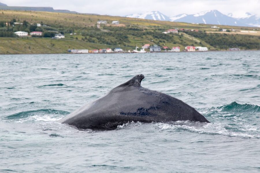 Árskógssandur: Whale-Watching Boat Trip - Hotel Kaldi check-in and the crew atmosphere