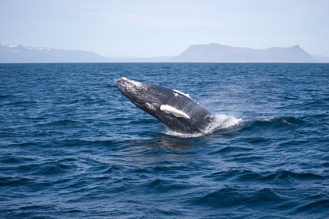 ATV & Whale Watching Full day adventure in Reykjavik - Reykjavik Harbor Break: A Cozy Change of Pace Before the Cruise