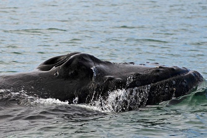 ATV & Whale Watching Full day adventure in Reykjavik - Price and Value: Is $299 Worth It?