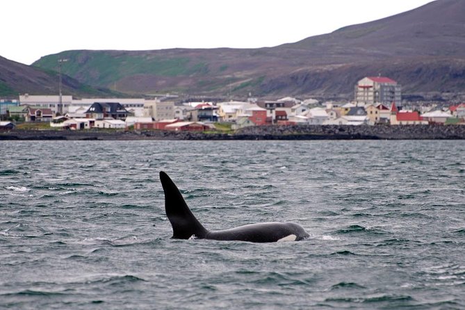 ATV & Whale Watching Full day adventure in Reykjavik - Who This Tour Fits Best