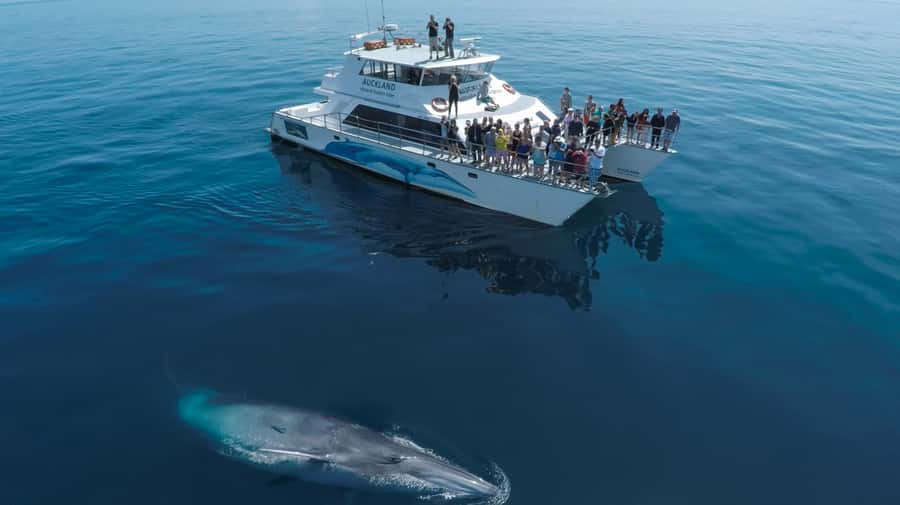 Auckland: Whale and Dolphin Watching Half-Day Eco Cruise - Key highlights I’d prioritize