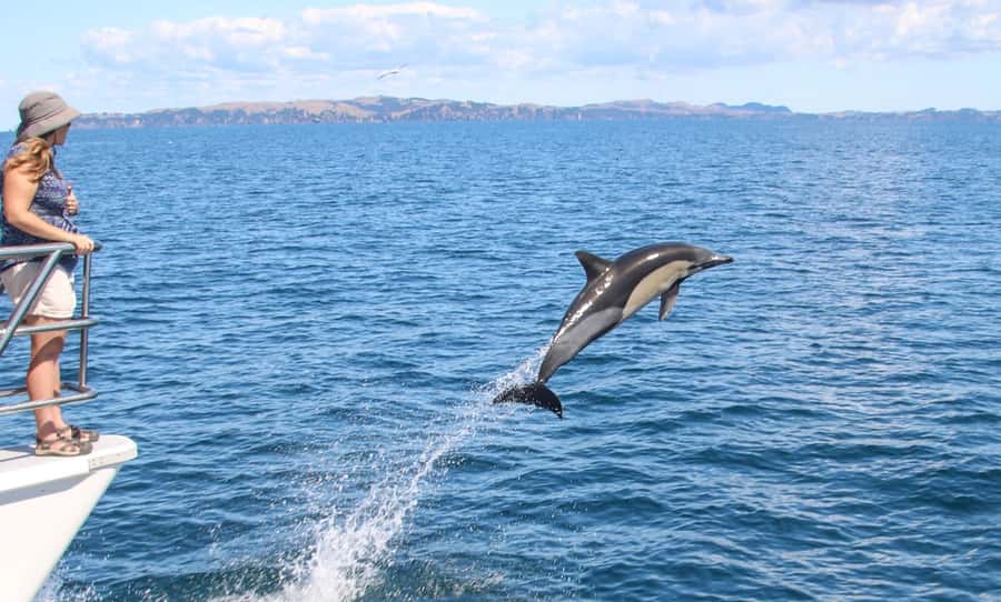 Auckland: Whale and Dolphin Watching Half-Day Eco Cruise - Meeting at Eastern Viaduct Marina: the part you should not rush