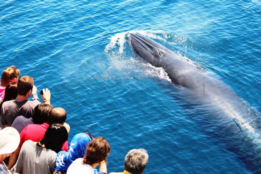 Auckland: Whale and Dolphin Watching Half-Day Eco Cruise - Leaving Auckland behind: North Head, Devonport, and Rangitoto Island