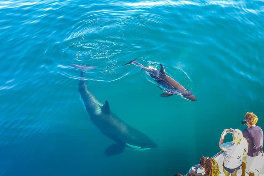 Auckland: Whale and Dolphin Watching Half-Day Eco Cruise - Spotting orcas, bottlenose dolphins, and whales: managing your expectations